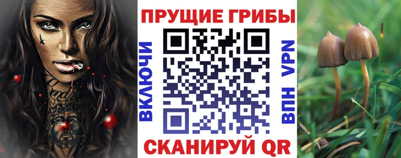 купить   Фокино  mega ТОР  Псилоцибиновые грибы Cubensis 